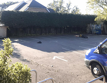 Picture after hedge cutting