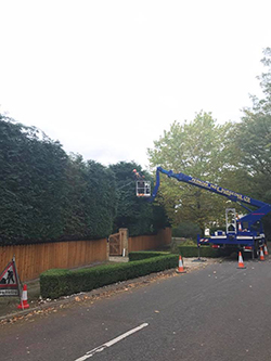 Hedge cutting by machine