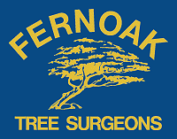 Fernoak Tree