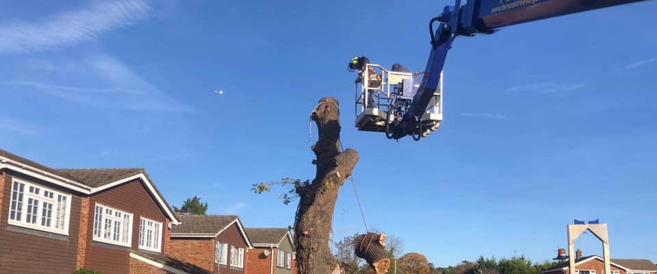 Tree surgery