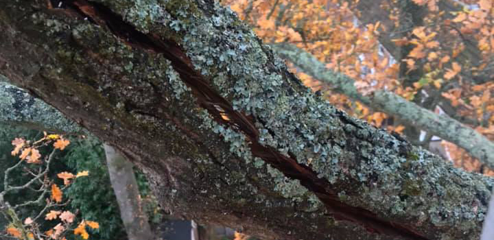 Branch of Tree to be removed