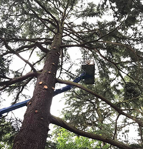 Removing Tree
